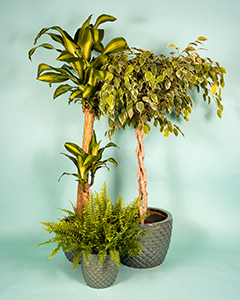 flower plant